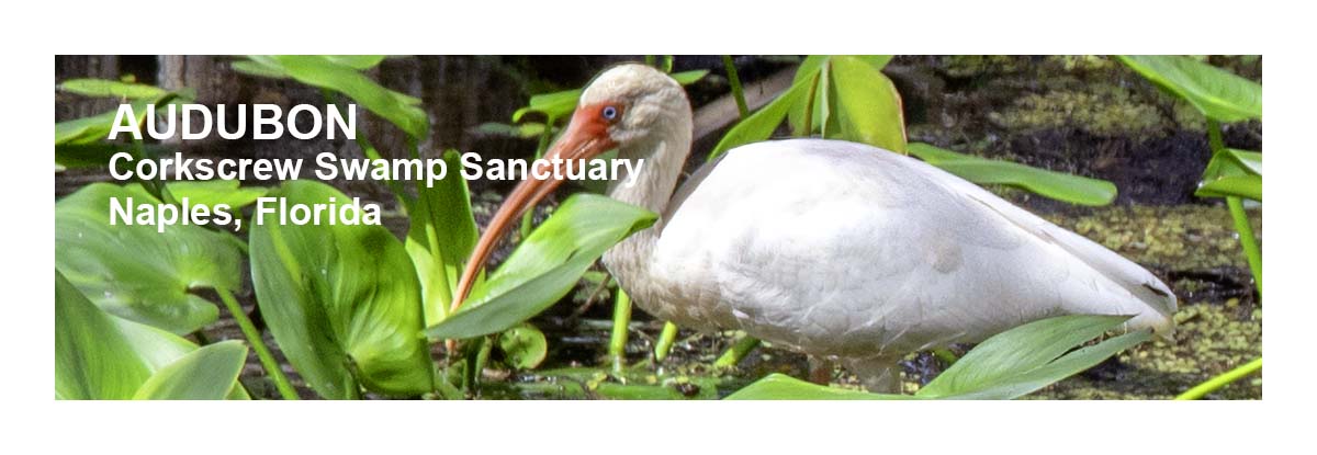 Audubon Corkscrew Swamp