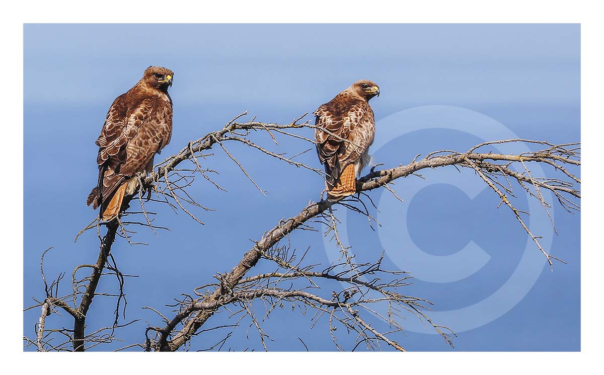 Peregrine Falcon