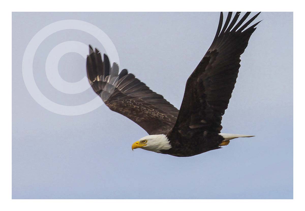Bald Eagle