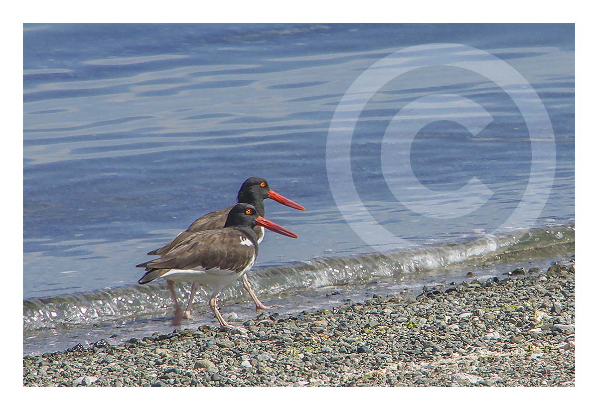 Oystercatchers