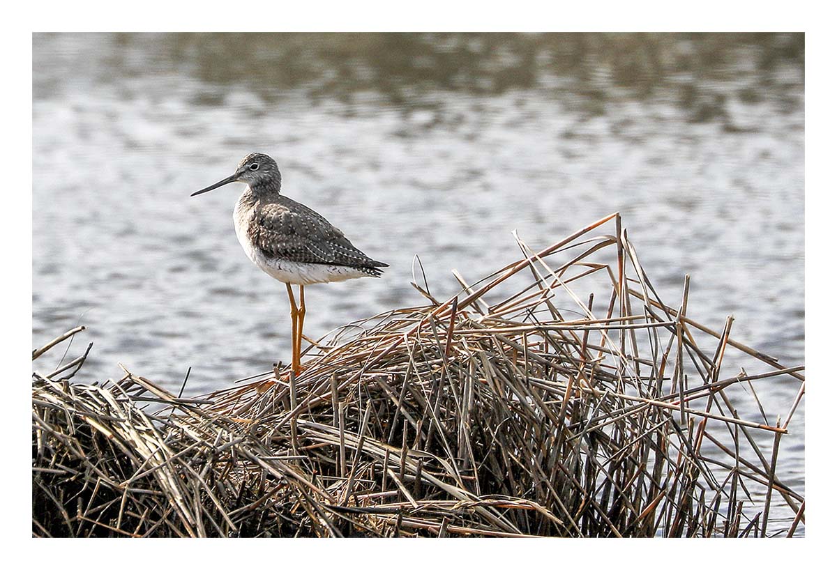 Yellowlegs