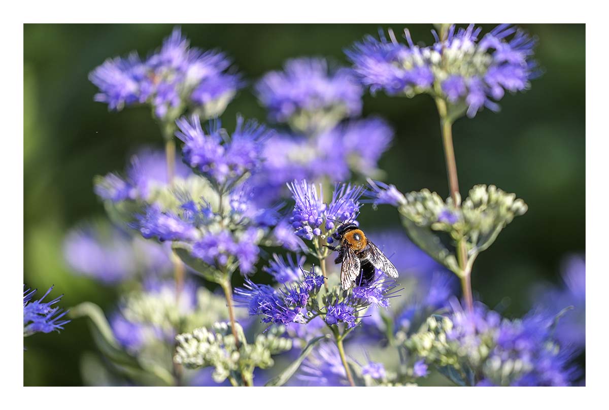Bee
