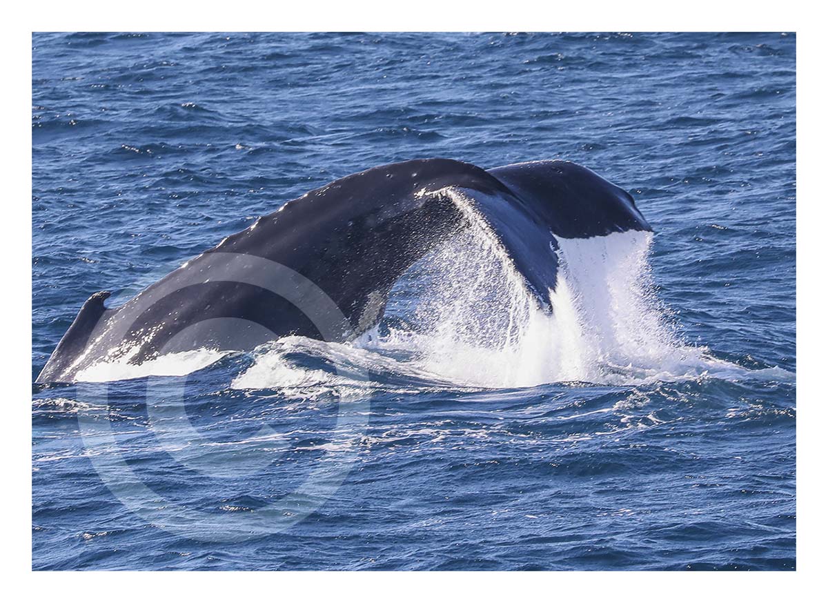 Humpback