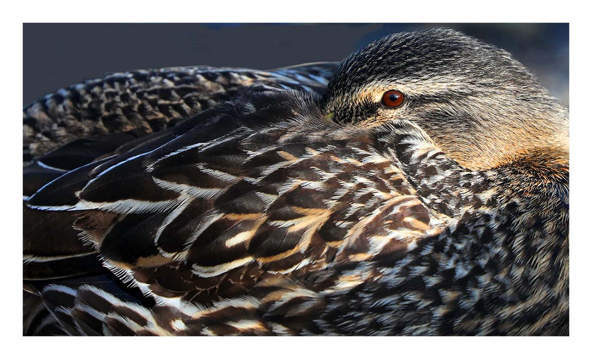 Female Mallard