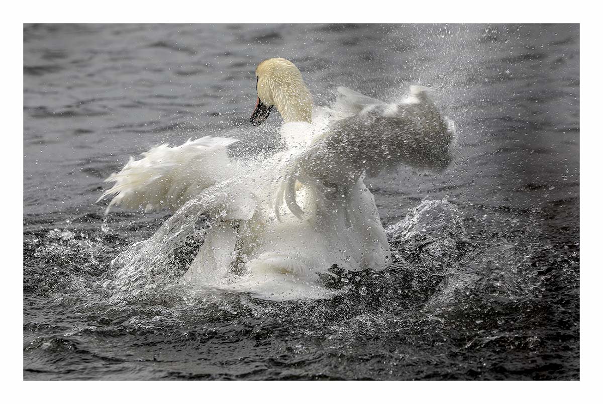Mute Swan
