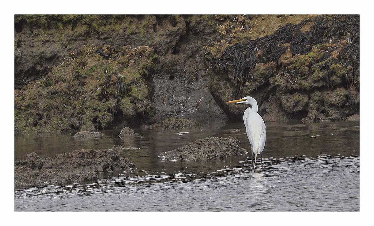 Egret