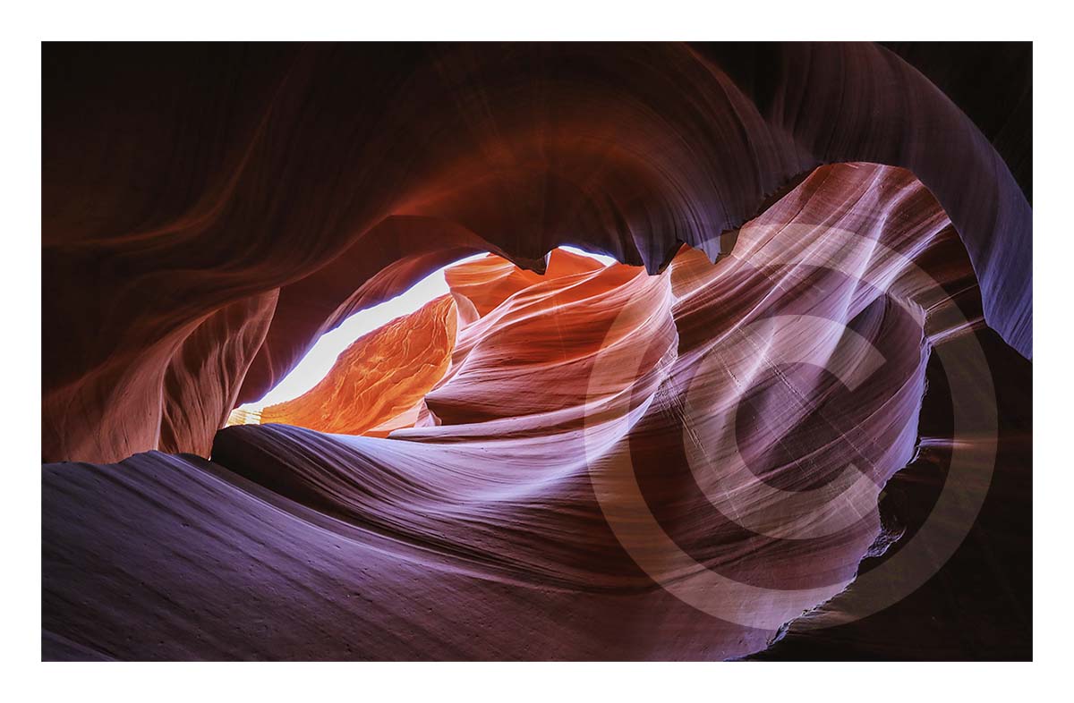 Antelope