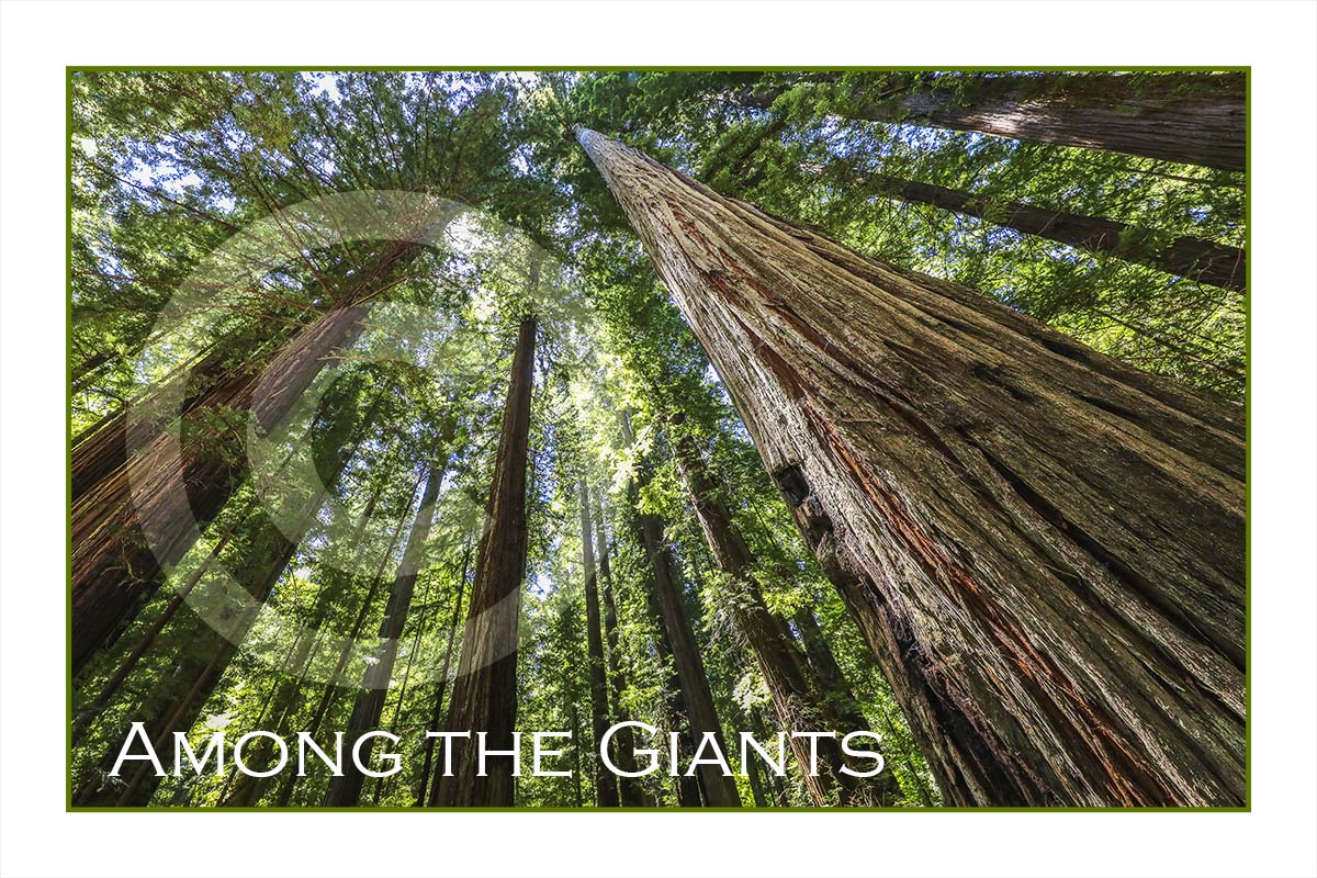Redwoods