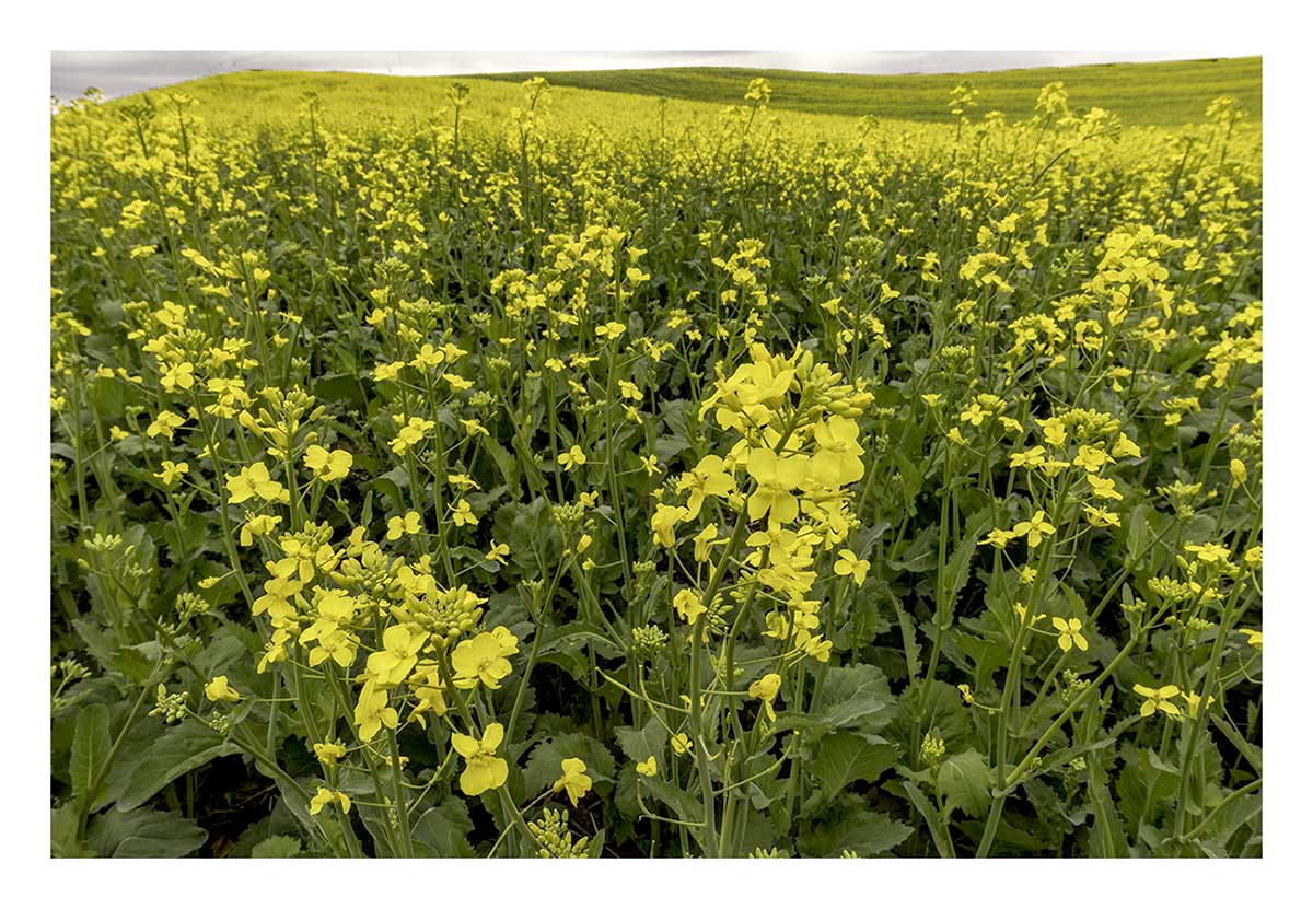 BCJ Spring in the Palouse