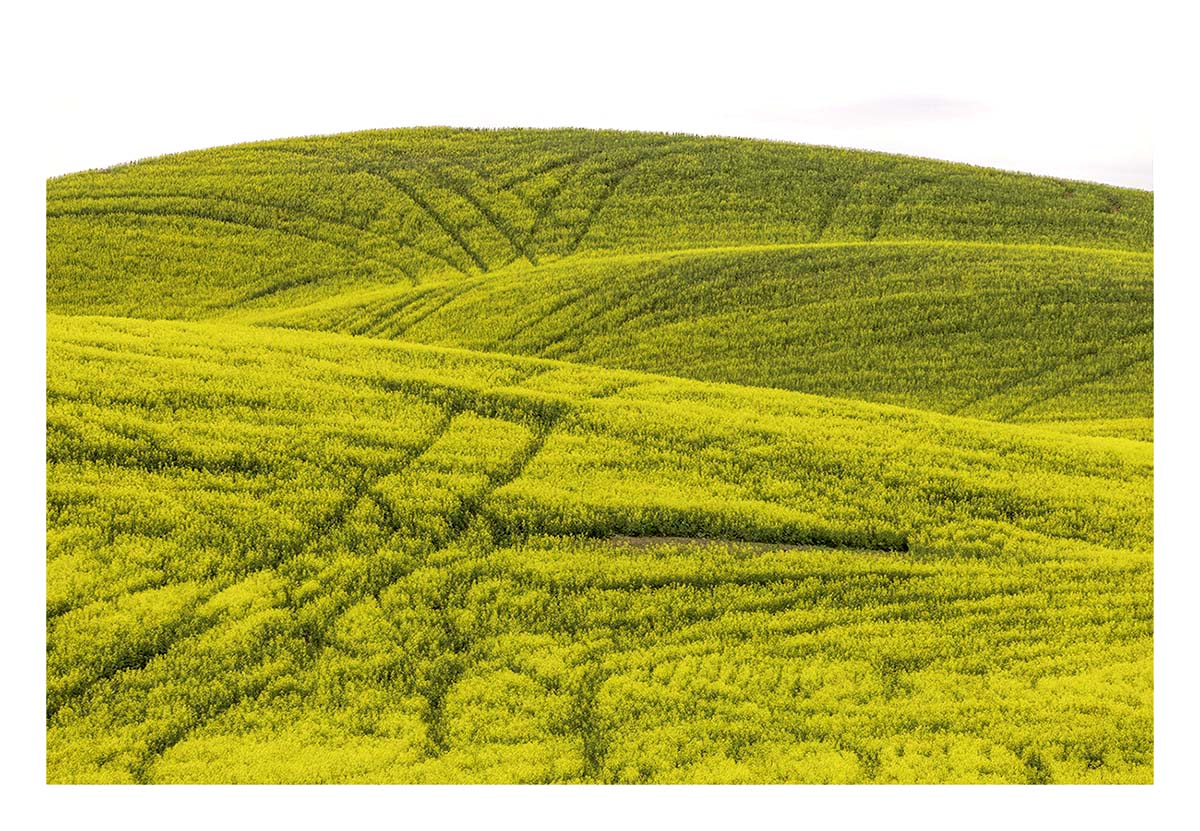 BCJ Spring in the Palouse