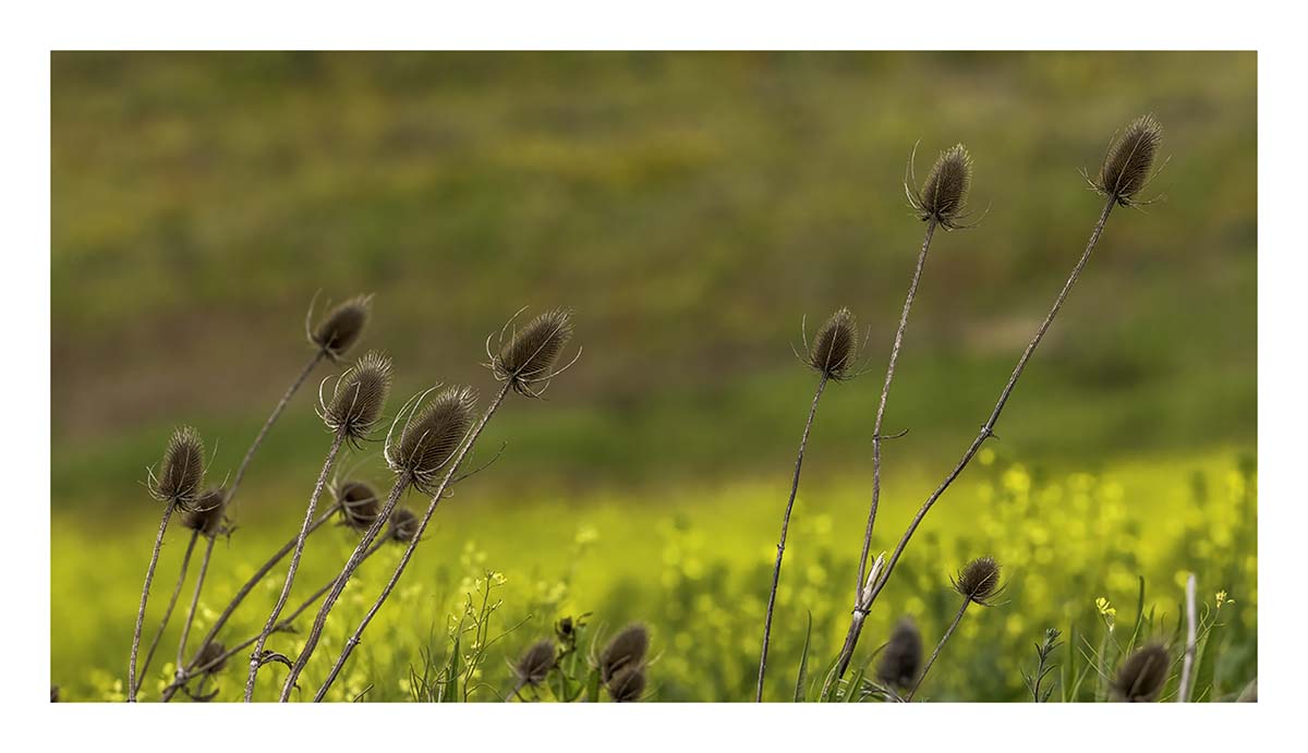 BCJ Spring in the Palouse
