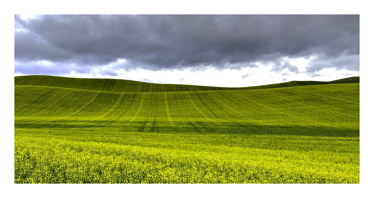 BCJ Spring in the Palouse