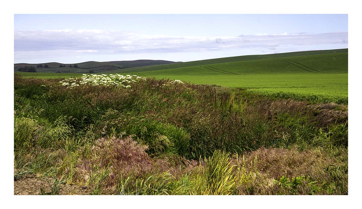 BCJ Spring in the Palouse
