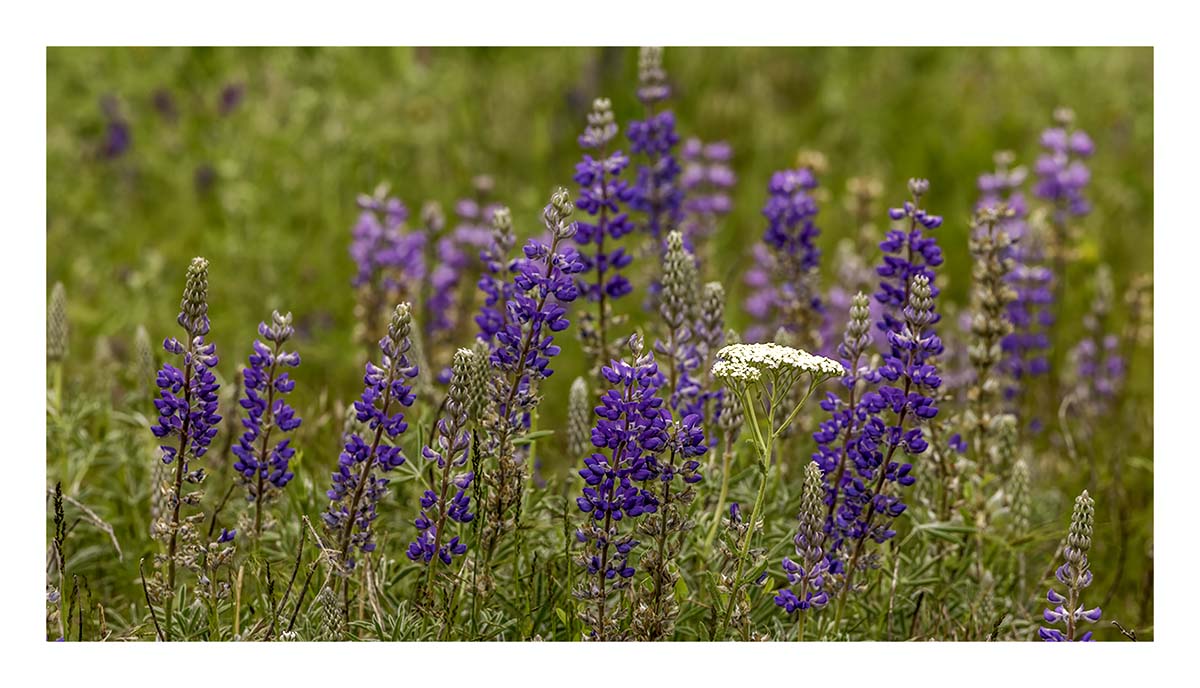BCJ Spring in the Palouse