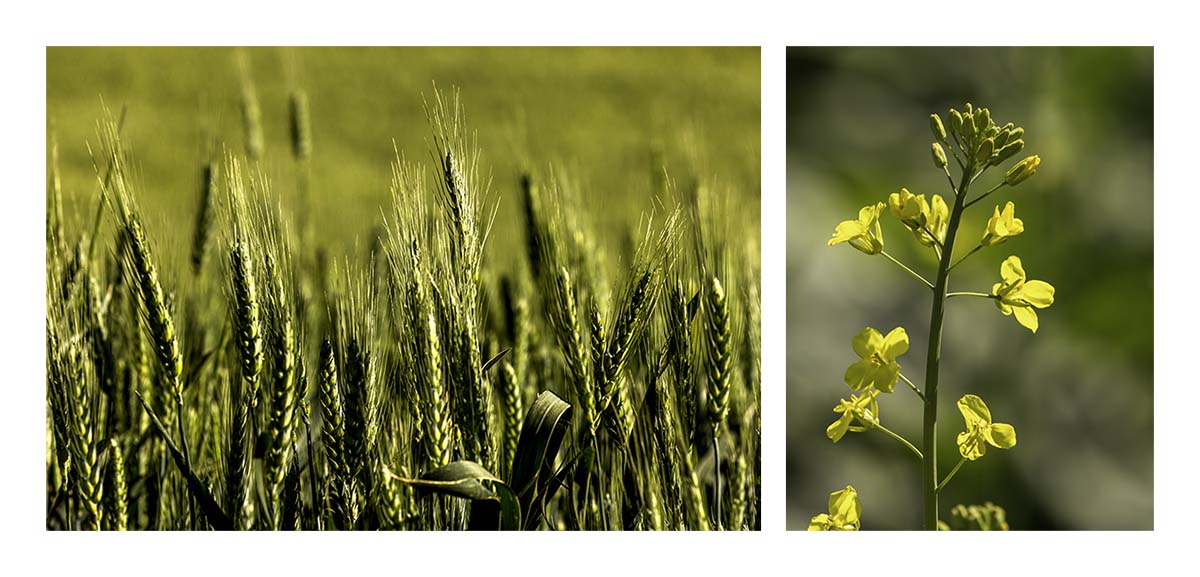 BCJ Spring in the Palouse