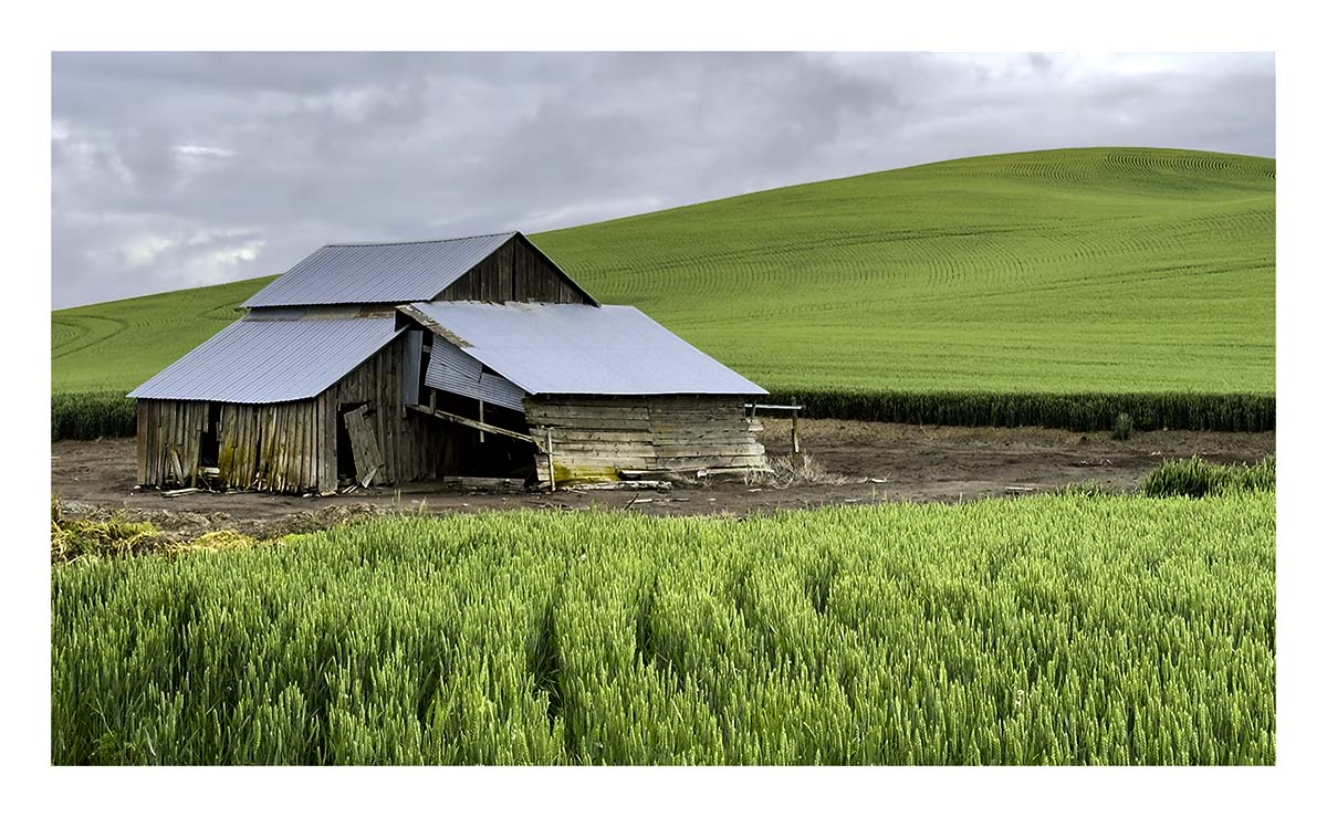 BCJ Spring in the Palouse
