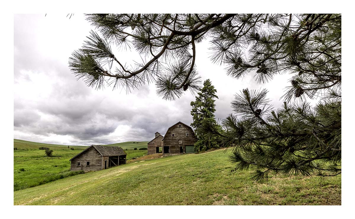 BCJ Spring in the Palouse