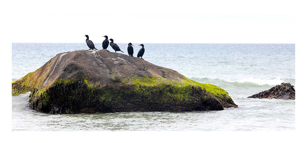 Marthas Vineyard