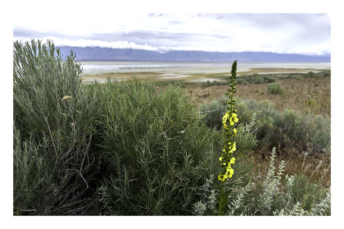 Antelope Island SP