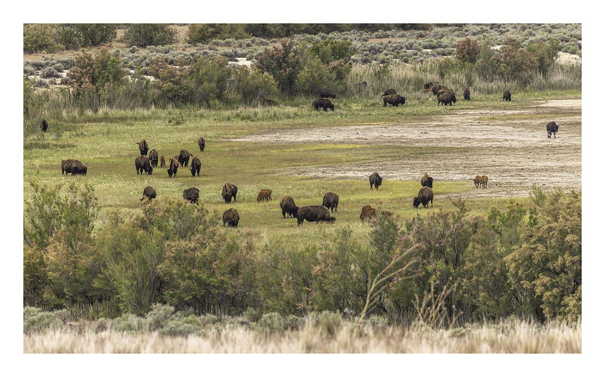 Antelope Island SP