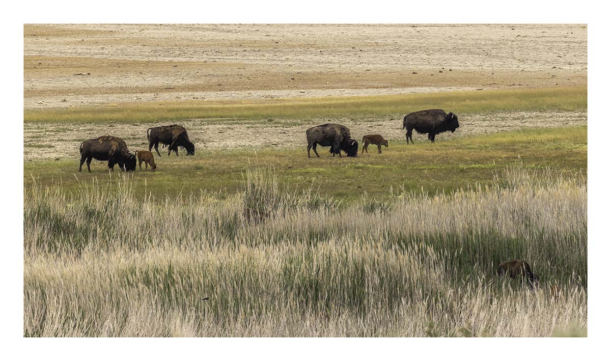 Antelope Island SP