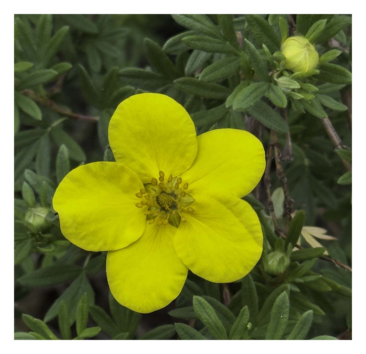 Shrubby Cinquefoil