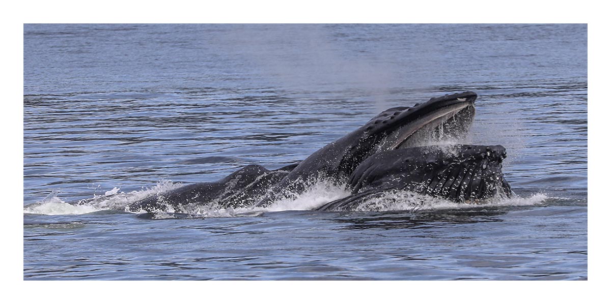 Humpback Whale